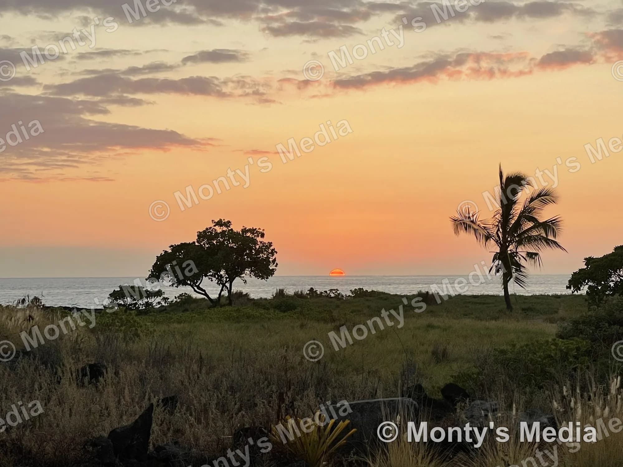 Kona Palm Field Sunset
